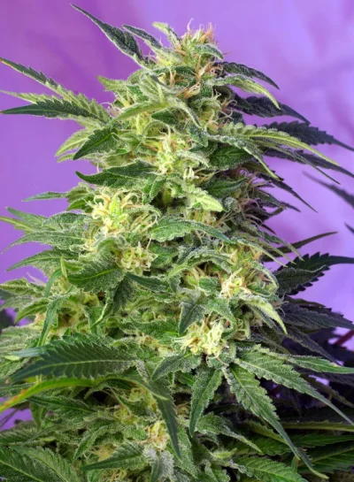 Killer Kush Auto von Sweet Seeds