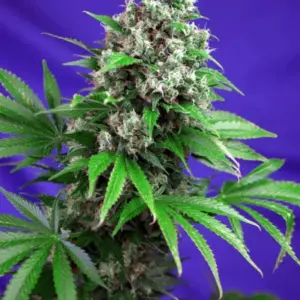 Killer Kush F1 Fast Version von Sweet Seeds