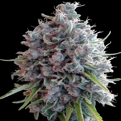 Killer A5 Haze von ACE Seeds