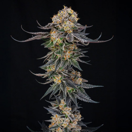 King of Kings 10er Julian Marley x Silent Seeds
