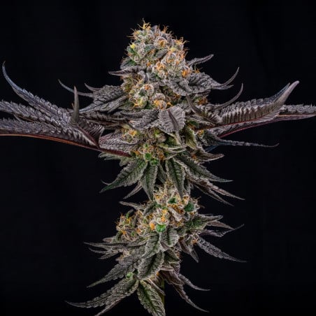 King of Kings 10er Julian Marley x Silent Seeds