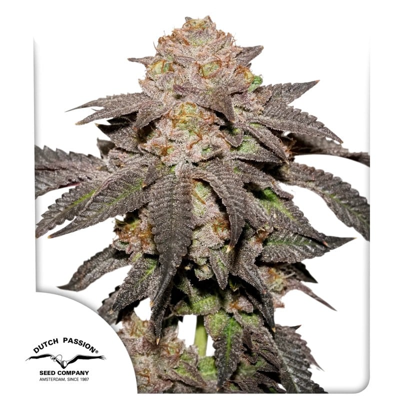 Kingston Punch von Dutch Passion