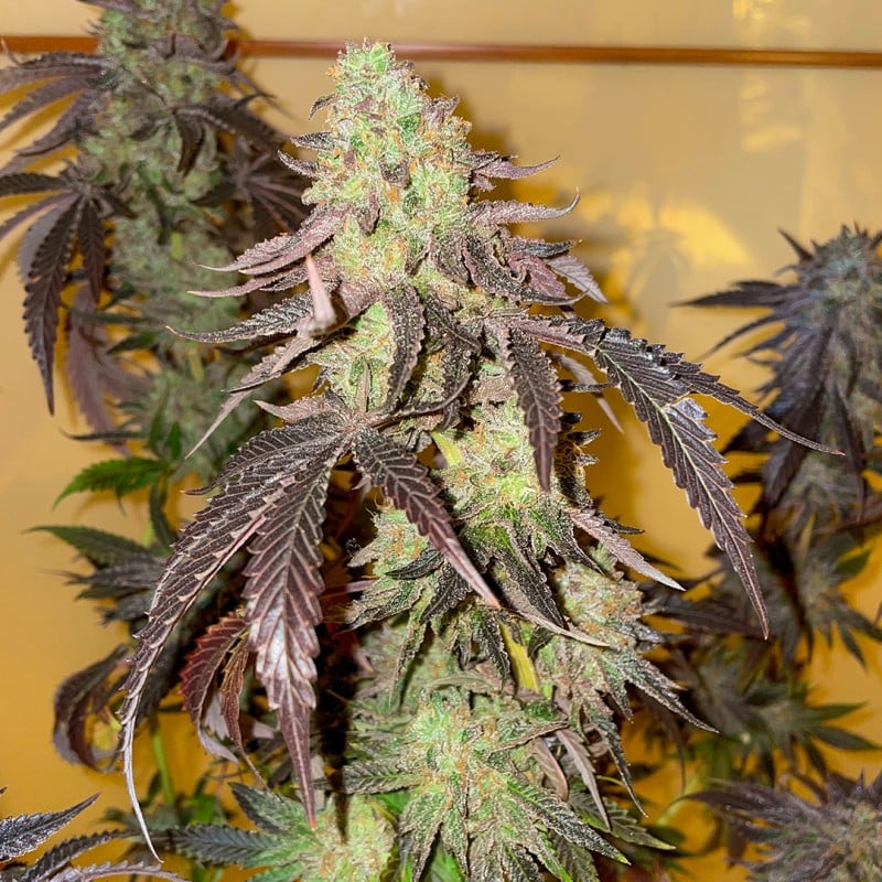 Kingston Punch von Dutch Passion