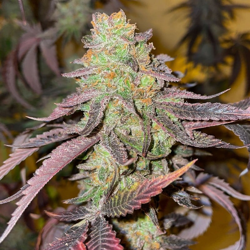 Kingston Punch von Dutch Passion
