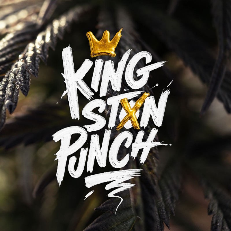 Kingston Punch von Dutch Passion