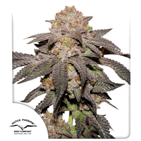 Kingston Punch von Dutch Passion