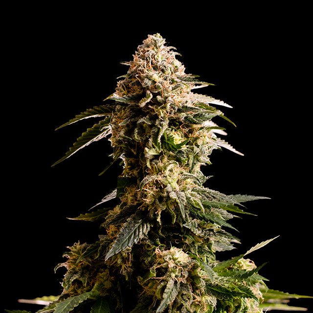 Kiss von Kannabia Seed Company