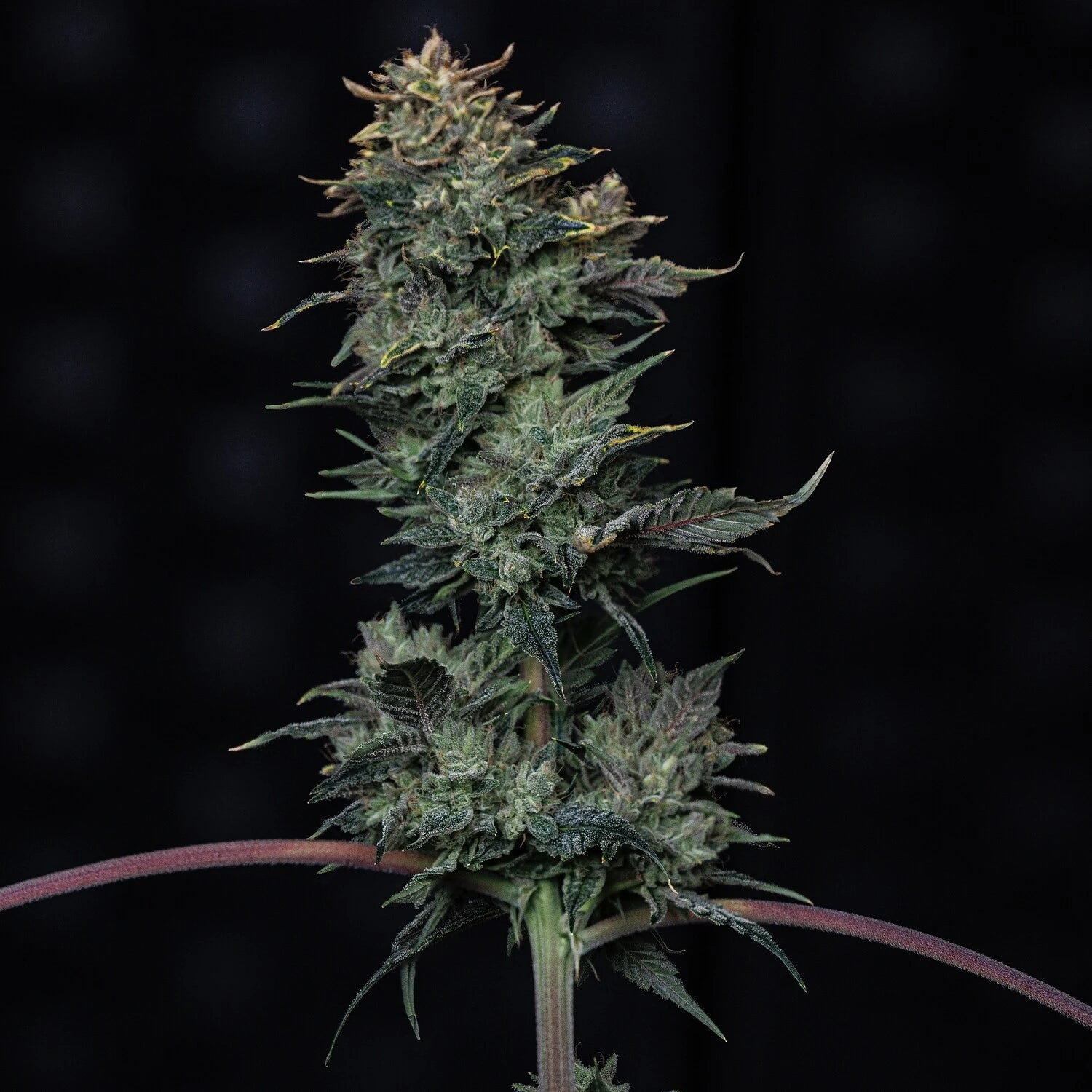 kiwi lime 1 3+2er – mephisto genetics (autoflower samen)