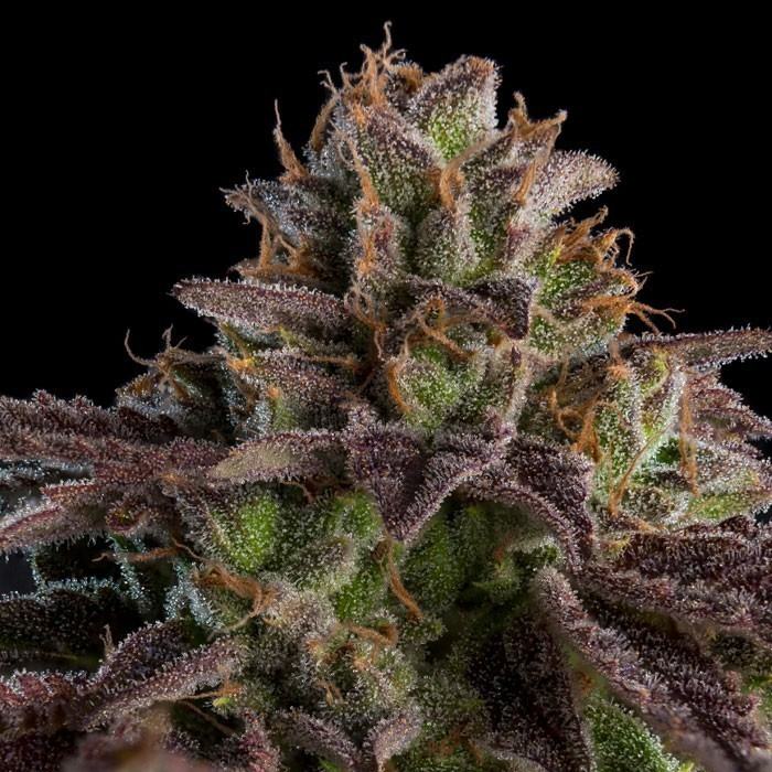 KMINTZ AUTO von Ripper Seeds