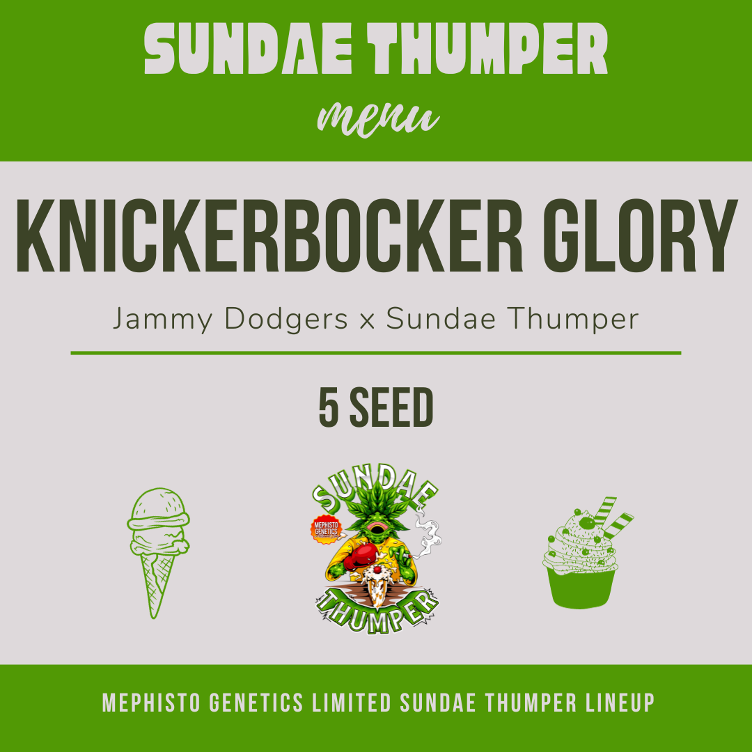 knickerbocker glory 5er – mephisto genetics (autoflower samen)