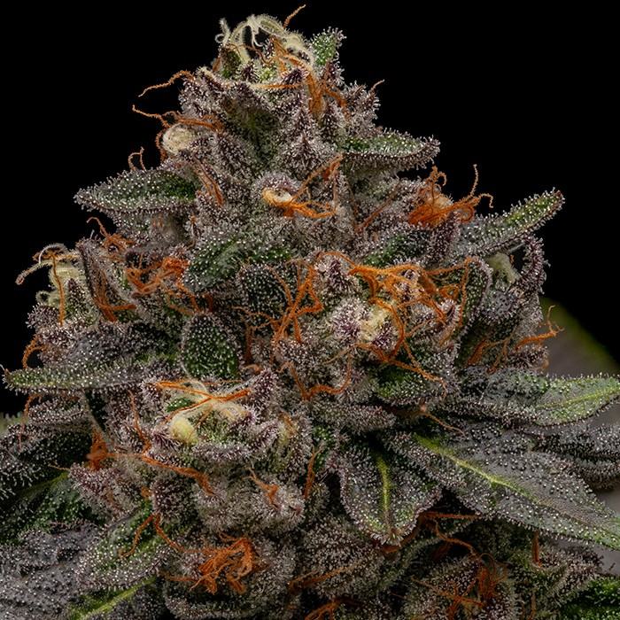 Korenji von Ripper Seeds