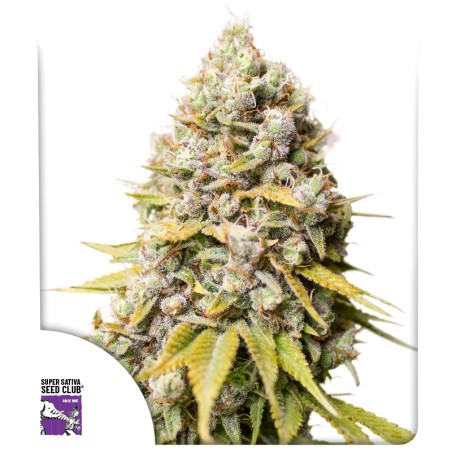 Kosher Haze von Dutch Passion
