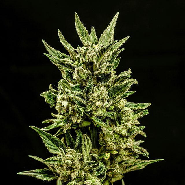 Kritic Auto von Kannabia Seed Company