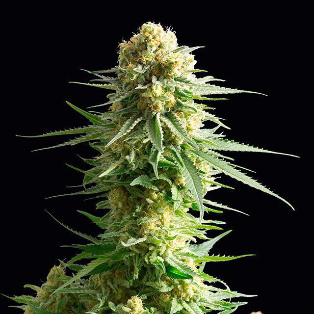 Kritikal-K von Kannabia Seed Company