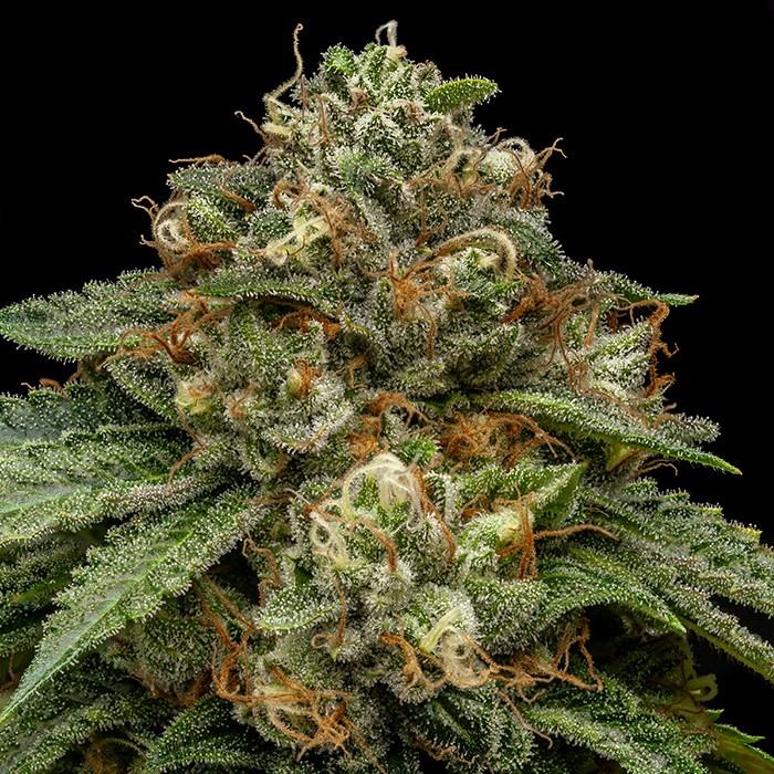 Kroma von Ripper Seeds