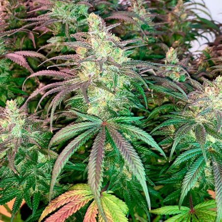L.A. Vanilla Cake 10er Silent Seeds