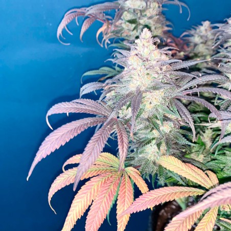 L.A. Vanilla Cake 10er Silent Seeds