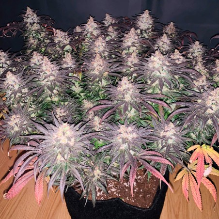 L.A. Vanilla Cake 10er Silent Seeds