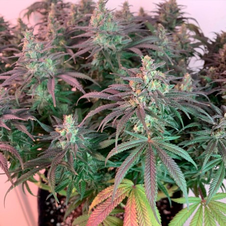 L.A. Vanilla Cake 10er Silent Seeds