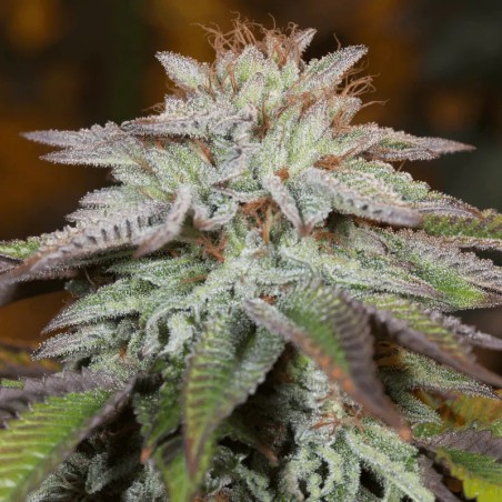 L.A. Vanilla Cake Auto 10er Silent Seeds