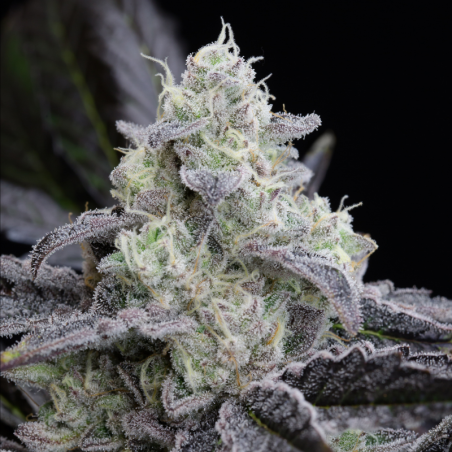 L.A. Vanilla Cake 10er Silent Seeds