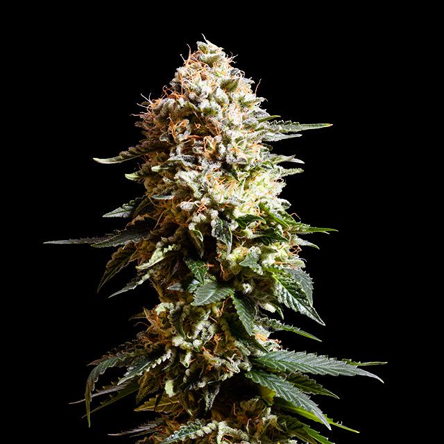 La Blanca von Kannabia Seed Company