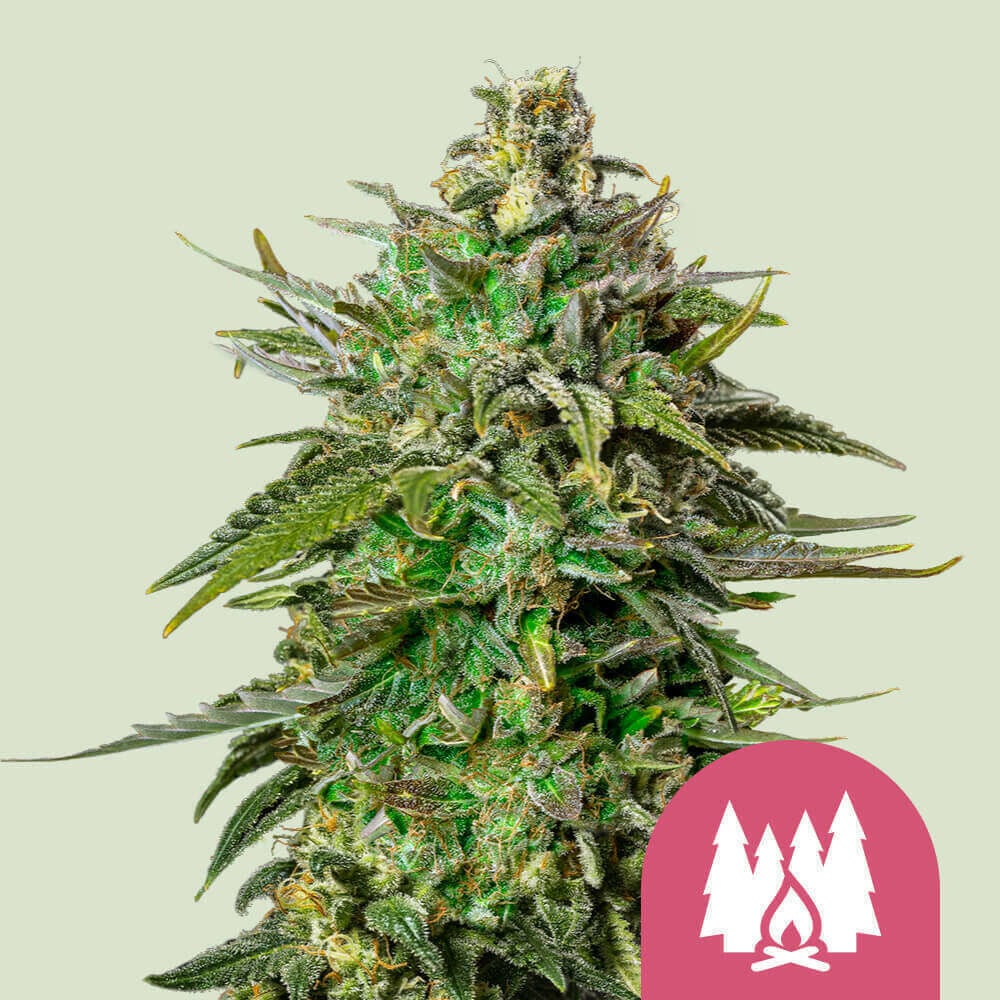 Larry OG von Royal Queen Seeds