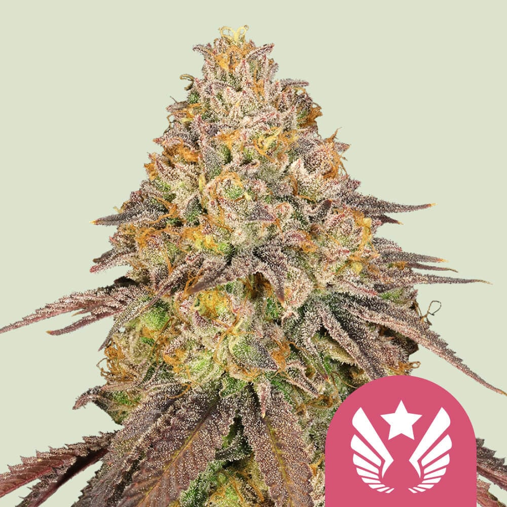 Legendary OG Punch von Royal Queen Seeds