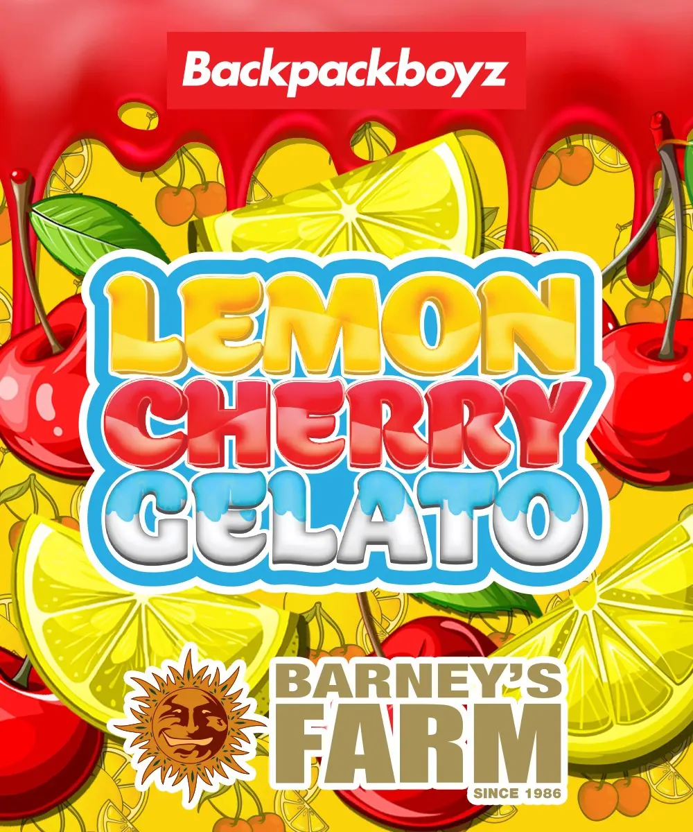 Lemon Cherry Gelato Barney's Farm