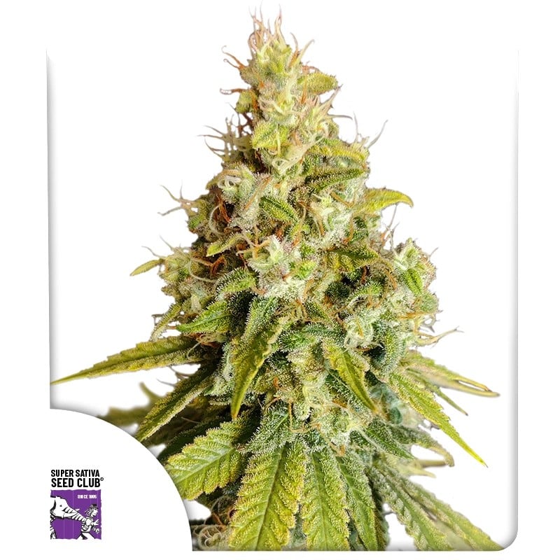 Lemon OG von Dutch Passion