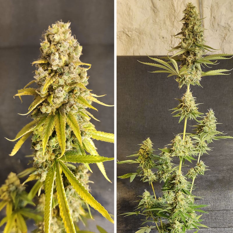 Lemon OG von Dutch Passion