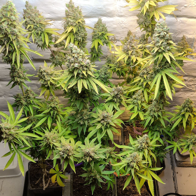 Lemon OG von Dutch Passion