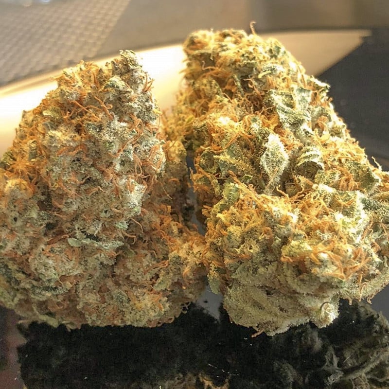 Lemon OG von Dutch Passion