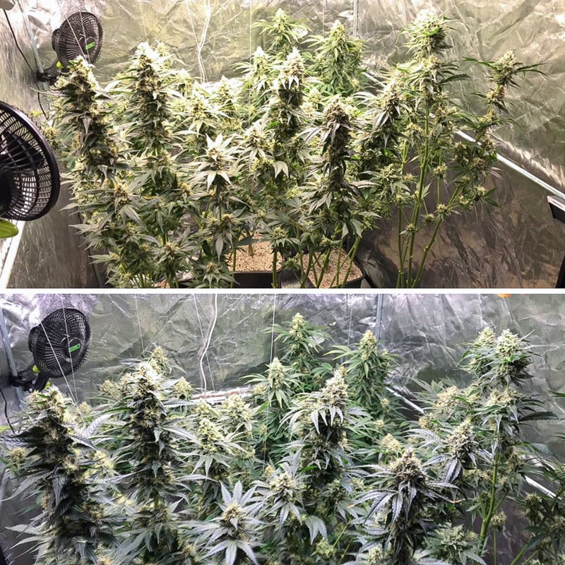 Lemon OG von Dutch Passion