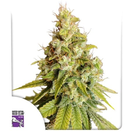 Lemon OG von Dutch Passion