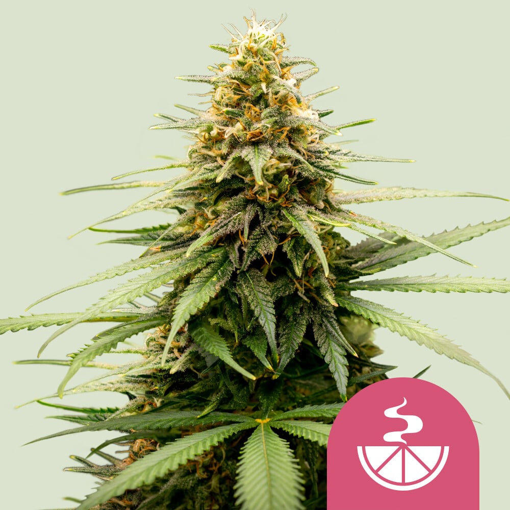 Lemon Skunk von Royal Queen Seeds