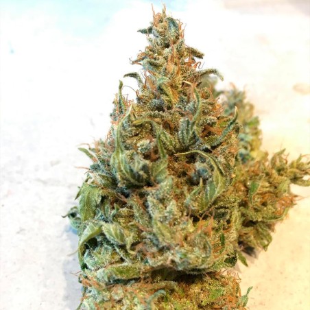 Lemon Sorbet 10er Silent Seeds