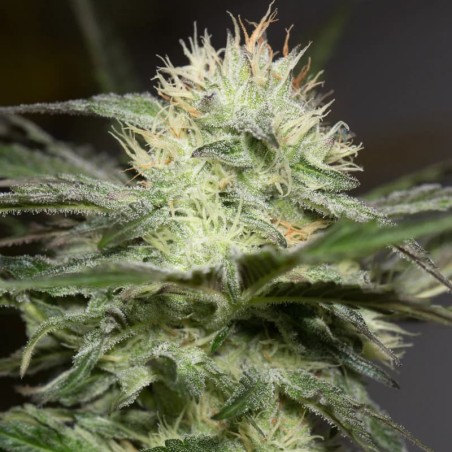 Lemon Sorbet 10er Silent Seeds
