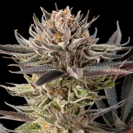 Lemon Tree 2.0 10er Silent Seeds