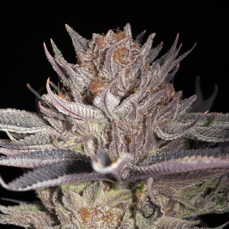 Lemon Tree 2.0 10er Silent Seeds