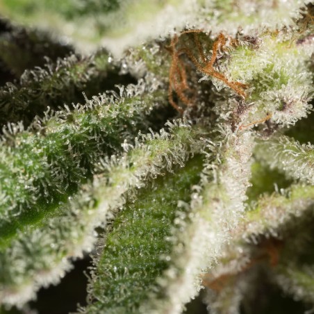 Lemon Tree 2.0 10er Silent Seeds