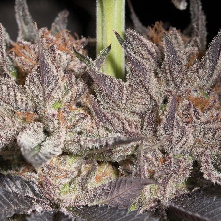 Lemon Tree 2.0 10er Silent Seeds
