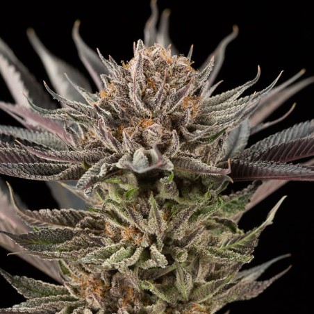 Lemon Tree 2.0 10er Silent Seeds