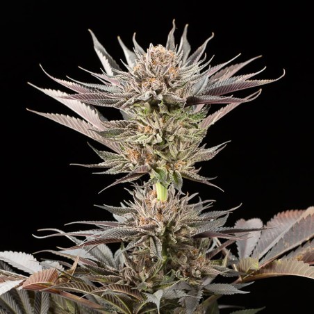 Lemon Tree 2.0 10er Silent Seeds