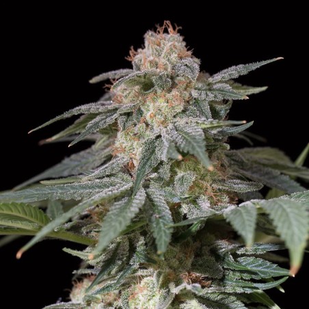 Lemon Tree Fast 10er Silent Seeds