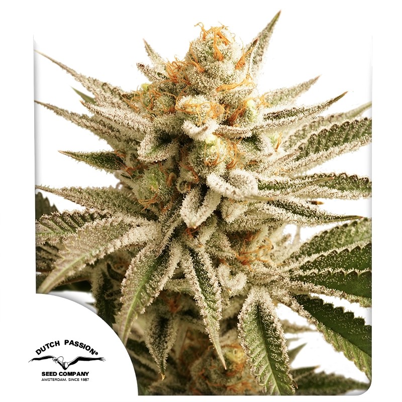 Lemon Z 10 St. Dutch Passion