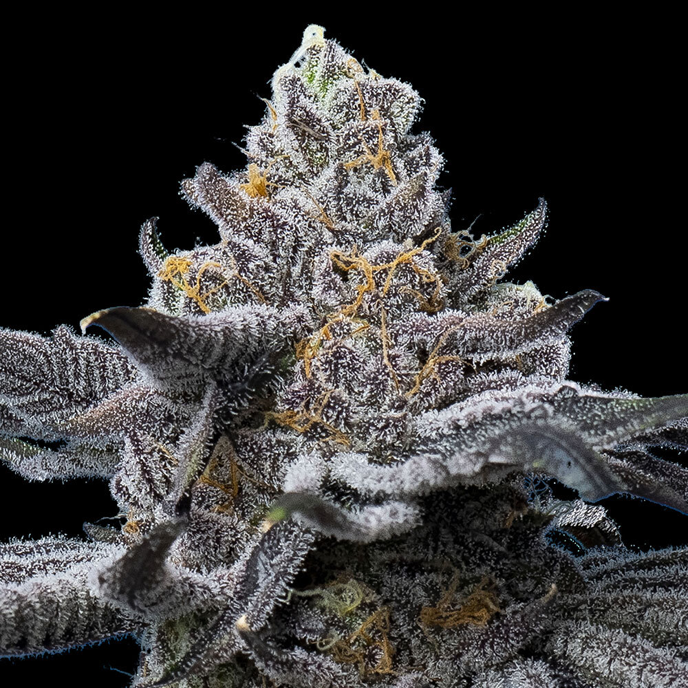 LFG Barney's Farm