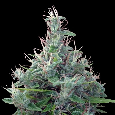 Lebanese von ACE Seeds