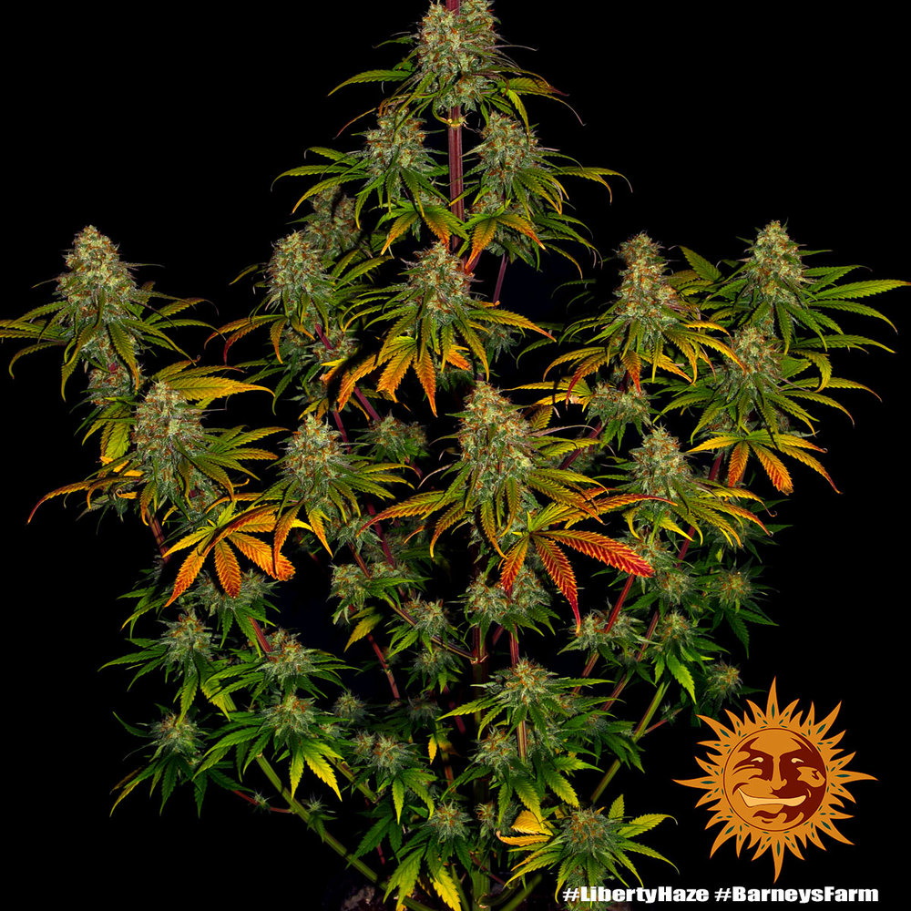 Liberty Haze Barney’s Farm