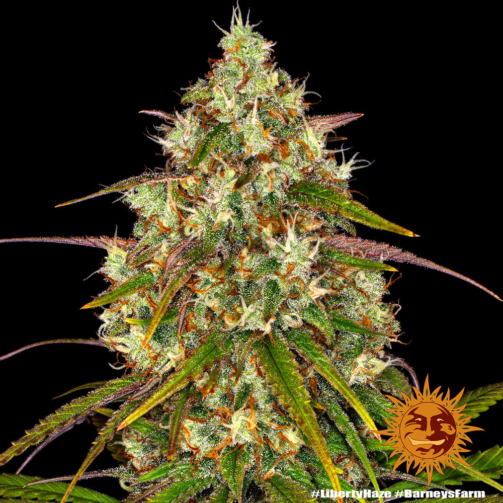 Liberty Haze Barney’s Farm